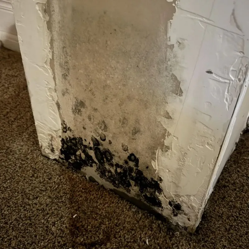 Professional Mold Removal in Wingate, NC